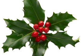 Holiday holly